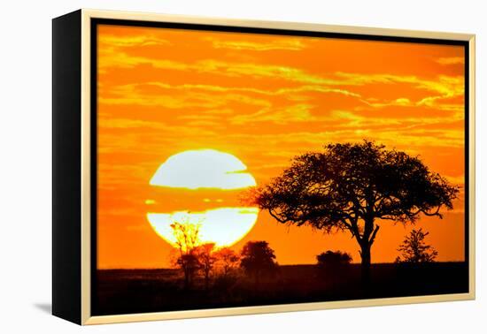 Silhouette of Trees in Forest at Dusk, Ndutu, Ngorongoro Conservation Area, Tanzania-null-Framed Stretched Canvas