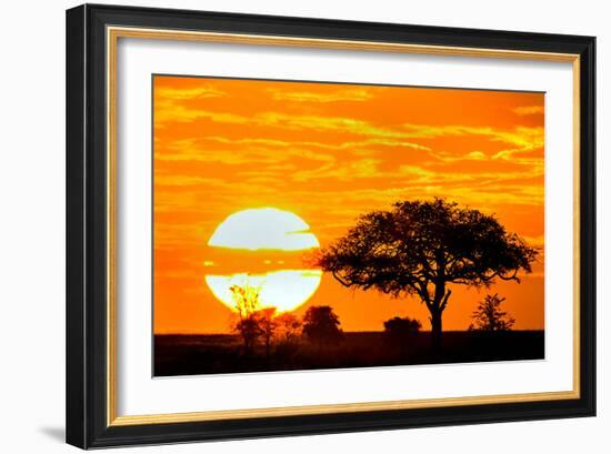 Silhouette of Trees in Forest at Dusk, Ndutu, Ngorongoro Conservation Area, Tanzania-null-Framed Photographic Print