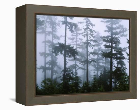 Silhouette of Trees with Fog in the Forest, Douglas Fir, Hemlock Tree, Olympic Mountains-null-Framed Stretched Canvas