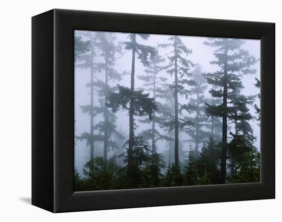 Silhouette of Trees with Fog in the Forest, Douglas Fir, Hemlock Tree, Olympic Mountains-null-Framed Stretched Canvas