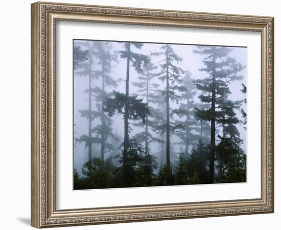 Silhouette of Trees with Fog in the Forest, Douglas Fir, Hemlock Tree, Olympic Mountains-null-Framed Photographic Print