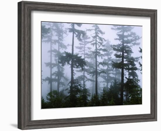 Silhouette of Trees with Fog in the Forest, Douglas Fir, Hemlock Tree, Olympic Mountains-null-Framed Photographic Print