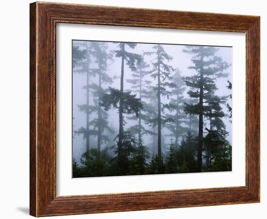 Silhouette of Trees with Fog in the Forest, Douglas Fir, Hemlock Tree, Olympic Mountains-null-Framed Photographic Print