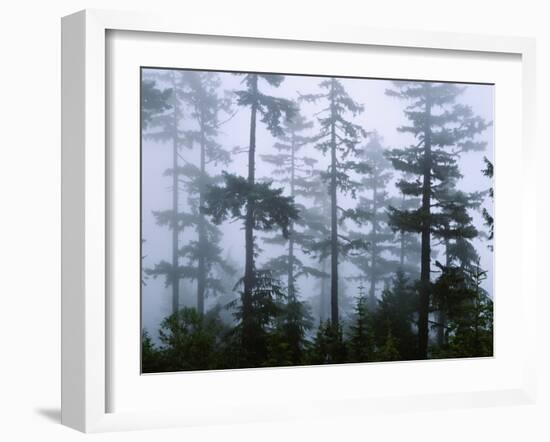 Silhouette of Trees with Fog in the Forest, Douglas Fir, Hemlock Tree, Olympic Mountains-null-Framed Photographic Print