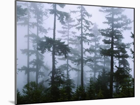 Silhouette of Trees with Fog in the Forest, Douglas Fir, Hemlock Tree, Olympic Mountains-null-Mounted Photographic Print