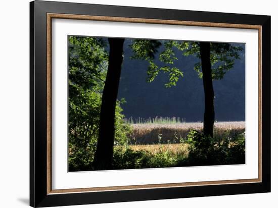 Silhouette of Two Trees at Moyland, Schloss - Germany-Florian Monheim-Framed Photographic Print