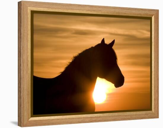 Silhouette of Wild Horse Mustang Pinto Mare at Sunrise, Mccullough Peaks, Wyoming, USA-Carol Walker-Framed Premier Image Canvas