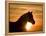 Silhouette of Wild Horse Mustang Pinto Mare at Sunrise, Mccullough Peaks, Wyoming, USA-Carol Walker-Framed Premier Image Canvas