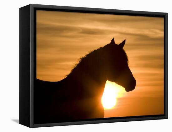 Silhouette of Wild Horse Mustang Pinto Mare at Sunrise, Mccullough Peaks, Wyoming, USA-Carol Walker-Framed Premier Image Canvas