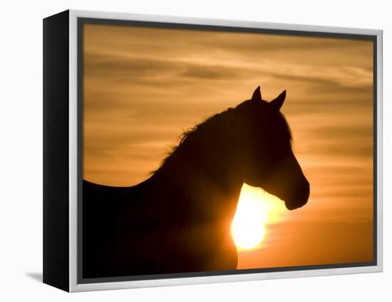 Silhouette of Wild Horse Mustang Pinto Mare at Sunrise, Mccullough Peaks, Wyoming, USA-Carol Walker-Framed Premier Image Canvas