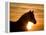 Silhouette of Wild Horse Mustang Pinto Mare at Sunrise, Mccullough Peaks, Wyoming, USA-Carol Walker-Framed Premier Image Canvas