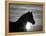 Silhouette of Wild Horse Mustang Pinto Mare at Sunrise, Mccullough Peaks, Wyoming, USA-Carol Walker-Framed Premier Image Canvas