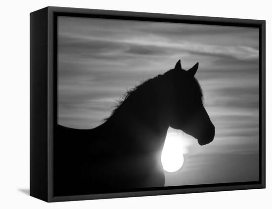 Silhouette of Wild Horse Mustang Pinto Mare at Sunrise, Mccullough Peaks, Wyoming, USA-Carol Walker-Framed Premier Image Canvas