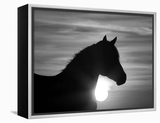 Silhouette of Wild Horse Mustang Pinto Mare at Sunrise, Mccullough Peaks, Wyoming, USA-Carol Walker-Framed Premier Image Canvas