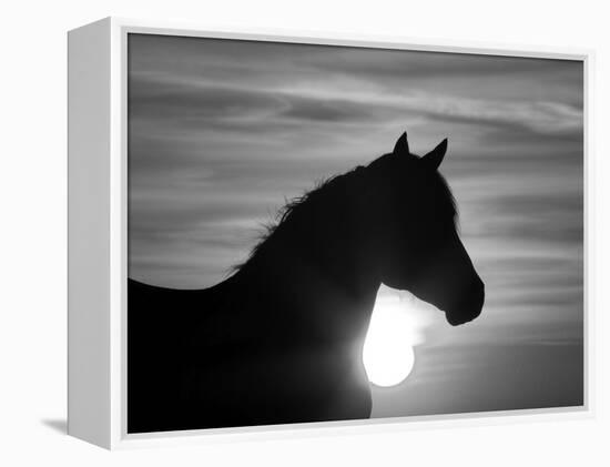 Silhouette of Wild Horse Mustang Pinto Mare at Sunrise, Mccullough Peaks, Wyoming, USA-Carol Walker-Framed Premier Image Canvas