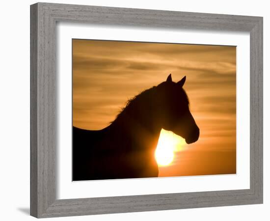 Silhouette of Wild Horse Mustang Pinto Mare at Sunrise, Mccullough Peaks, Wyoming, USA-Carol Walker-Framed Photographic Print