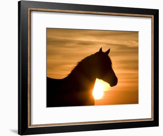 Silhouette of Wild Horse Mustang Pinto Mare at Sunrise, Mccullough Peaks, Wyoming, USA-Carol Walker-Framed Photographic Print