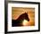 Silhouette of Wild Horse Mustang Pinto Mare at Sunrise, Mccullough Peaks, Wyoming, USA-Carol Walker-Framed Photographic Print