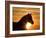 Silhouette of Wild Horse Mustang Pinto Mare at Sunrise, Mccullough Peaks, Wyoming, USA-Carol Walker-Framed Photographic Print