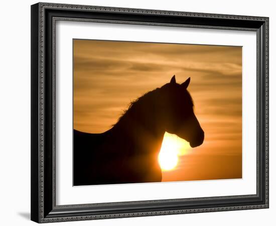 Silhouette of Wild Horse Mustang Pinto Mare at Sunrise, Mccullough Peaks, Wyoming, USA-Carol Walker-Framed Photographic Print