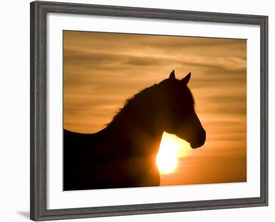 Silhouette of Wild Horse Mustang Pinto Mare at Sunrise, Mccullough Peaks, Wyoming, USA-Carol Walker-Framed Photographic Print