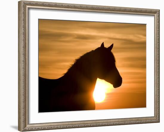 Silhouette of Wild Horse Mustang Pinto Mare at Sunrise, Mccullough Peaks, Wyoming, USA-Carol Walker-Framed Photographic Print