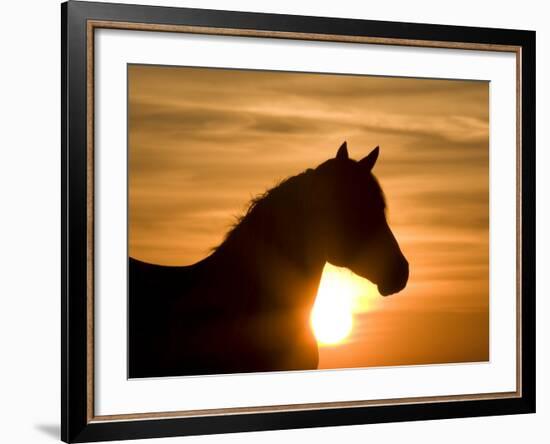 Silhouette of Wild Horse Mustang Pinto Mare at Sunrise, Mccullough Peaks, Wyoming, USA-Carol Walker-Framed Photographic Print