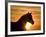 Silhouette of Wild Horse Mustang Pinto Mare at Sunrise, Mccullough Peaks, Wyoming, USA-Carol Walker-Framed Photographic Print