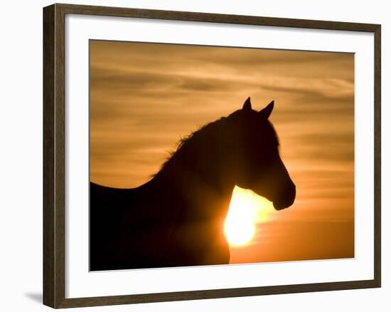 Silhouette of Wild Horse Mustang Pinto Mare at Sunrise, Mccullough Peaks, Wyoming, USA-Carol Walker-Framed Photographic Print