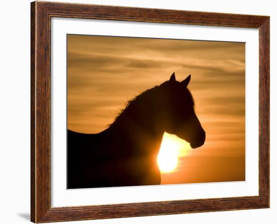 Silhouette of Wild Horse Mustang Pinto Mare at Sunrise, Mccullough Peaks, Wyoming, USA-Carol Walker-Framed Photographic Print