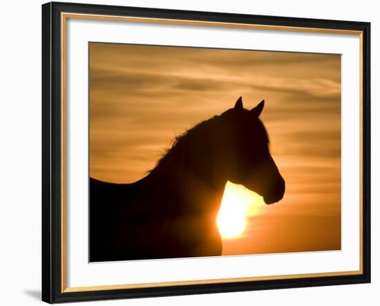 Silhouette of Wild Horse Mustang Pinto Mare at Sunrise, Mccullough Peaks, Wyoming, USA-Carol Walker-Framed Photographic Print
