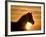 Silhouette of Wild Horse Mustang Pinto Mare at Sunrise, Mccullough Peaks, Wyoming, USA-Carol Walker-Framed Photographic Print