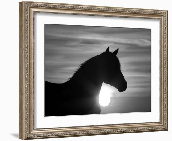 Silhouette of Wild Horse Mustang Pinto Mare at Sunrise, Mccullough Peaks, Wyoming, USA-Carol Walker-Framed Photographic Print