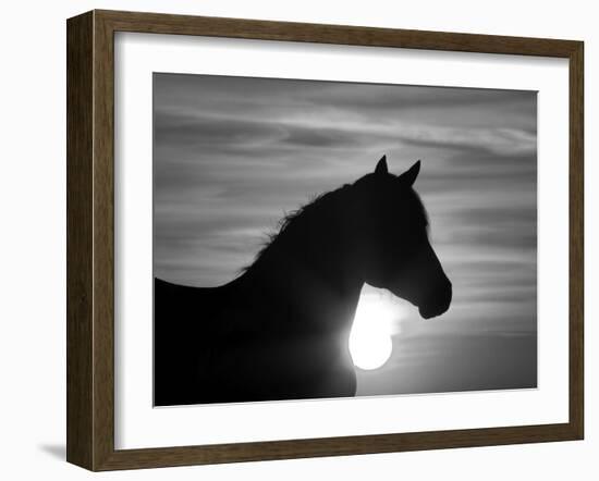 Silhouette of Wild Horse Mustang Pinto Mare at Sunrise, Mccullough Peaks, Wyoming, USA-Carol Walker-Framed Photographic Print