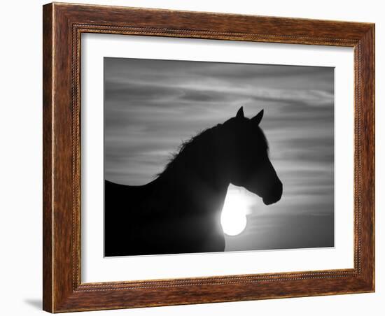 Silhouette of Wild Horse Mustang Pinto Mare at Sunrise, Mccullough Peaks, Wyoming, USA-Carol Walker-Framed Photographic Print