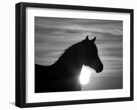 Silhouette of Wild Horse Mustang Pinto Mare at Sunrise, Mccullough Peaks, Wyoming, USA-Carol Walker-Framed Photographic Print