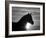 Silhouette of Wild Horse Mustang Pinto Mare at Sunrise, Mccullough Peaks, Wyoming, USA-Carol Walker-Framed Photographic Print