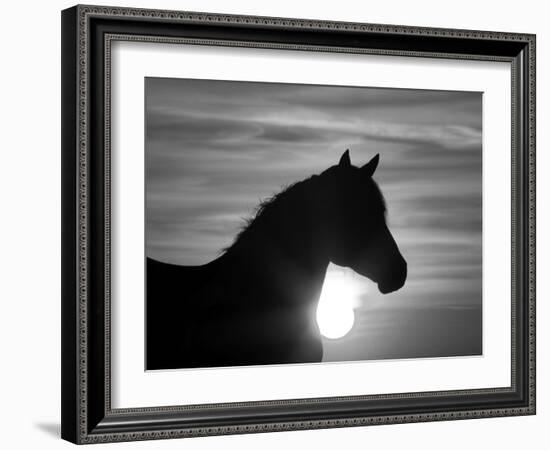 Silhouette of Wild Horse Mustang Pinto Mare at Sunrise, Mccullough Peaks, Wyoming, USA-Carol Walker-Framed Photographic Print