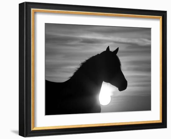 Silhouette of Wild Horse Mustang Pinto Mare at Sunrise, Mccullough Peaks, Wyoming, USA-Carol Walker-Framed Photographic Print