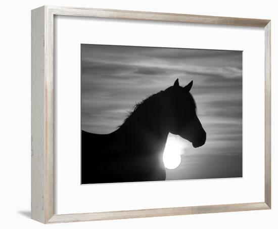 Silhouette of Wild Horse Mustang Pinto Mare at Sunrise, Mccullough Peaks, Wyoming, USA-Carol Walker-Framed Photographic Print