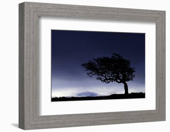 Silhouette of windswept hawthorn tree, Devon, UK-Ross Hoddinott-Framed Photographic Print