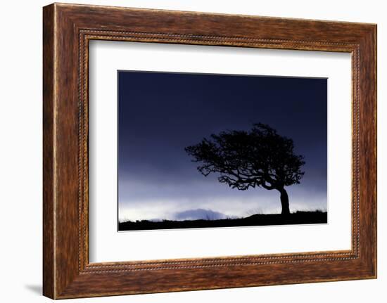 Silhouette of windswept hawthorn tree, Devon, UK-Ross Hoddinott-Framed Photographic Print