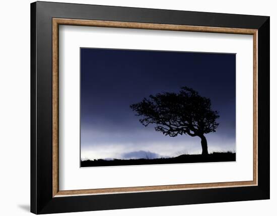 Silhouette of windswept hawthorn tree, Devon, UK-Ross Hoddinott-Framed Photographic Print