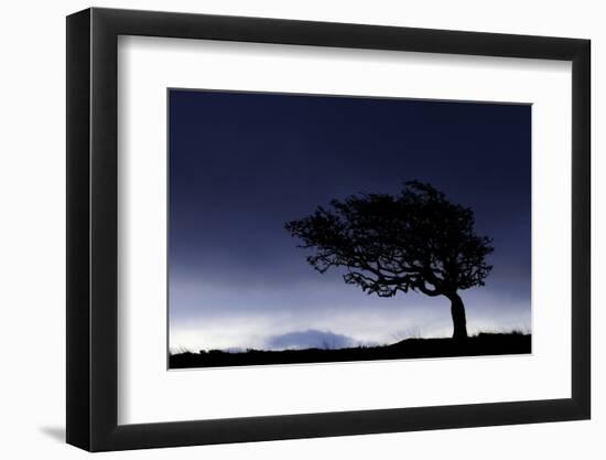 Silhouette of windswept hawthorn tree, Devon, UK-Ross Hoddinott-Framed Photographic Print