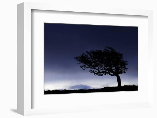 Silhouette of windswept hawthorn tree, Devon, UK-Ross Hoddinott-Framed Photographic Print