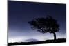 Silhouette of windswept hawthorn tree, Devon, UK-Ross Hoddinott-Mounted Photographic Print