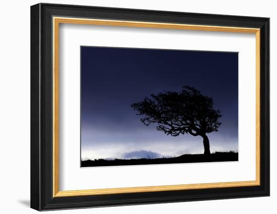 Silhouette of windswept hawthorn tree, Devon, UK-Ross Hoddinott-Framed Photographic Print