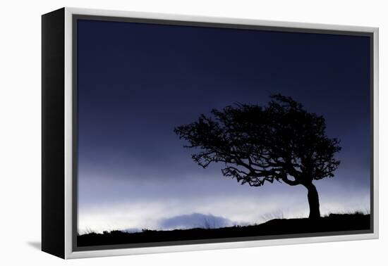 Silhouette of windswept hawthorn tree, Devon, UK-Ross Hoddinott-Framed Premier Image Canvas