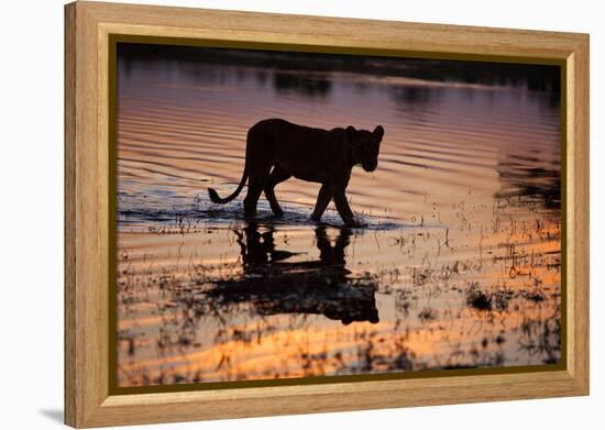 Silhouette Portrait of a Lioness Crossing Through the Water of the Savuti Channel in Botswana-Karine Aigner-Framed Premier Image Canvas