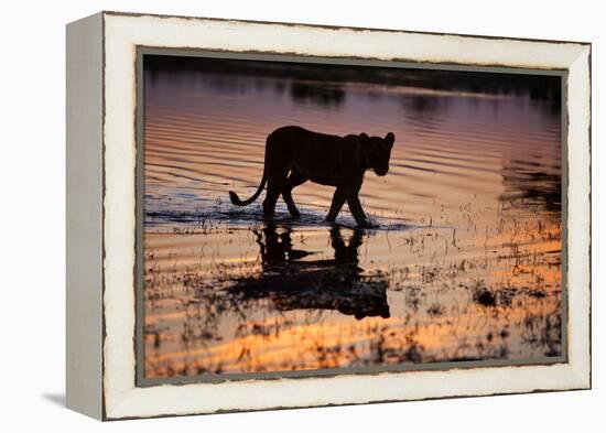 Silhouette Portrait of a Lioness Crossing Through the Water of the Savuti Channel in Botswana-Karine Aigner-Framed Premier Image Canvas